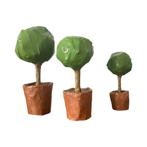 Three Topiaries in Terracotta Pots