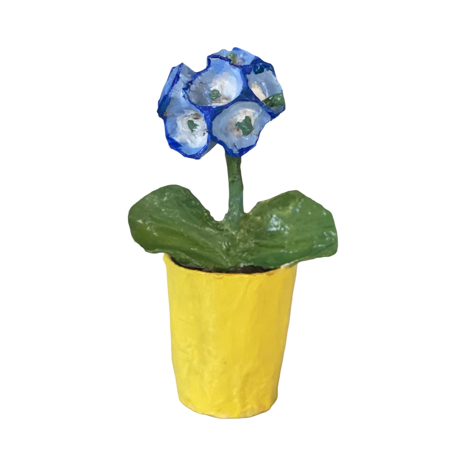 Dana Gibson Blue Primula  Pot