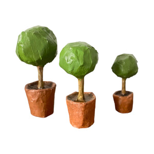 Three Topiaries in Terracotta Pots