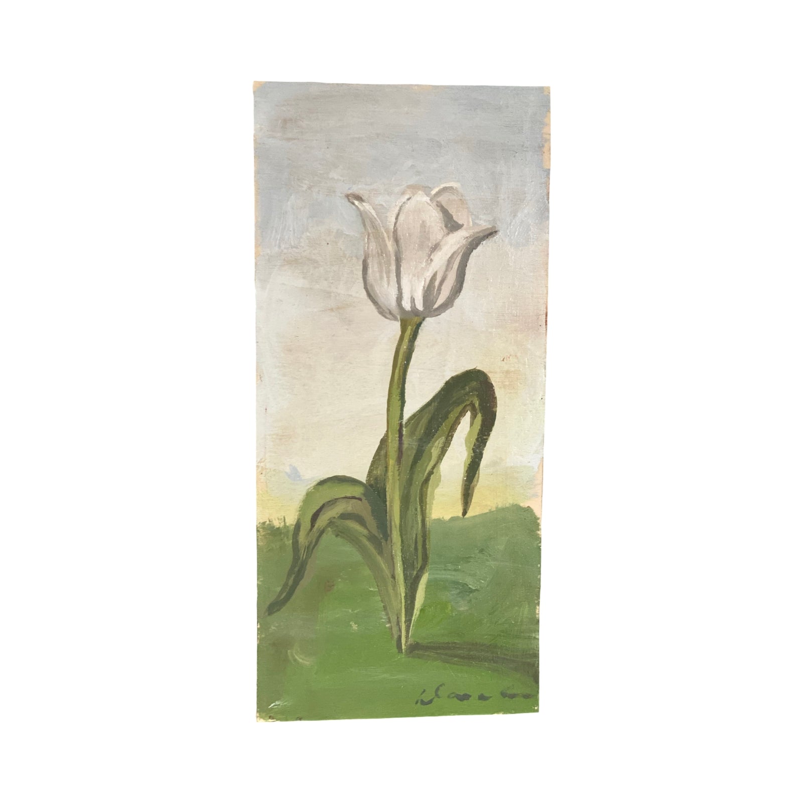 Dana Gibson  White Tulip