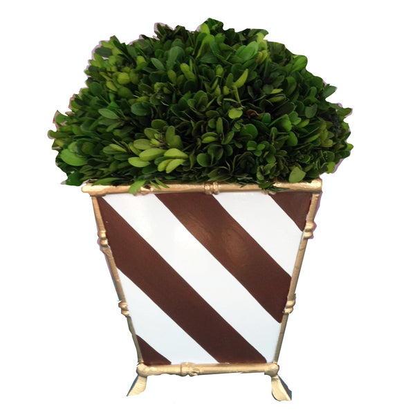 Bamboo in Brown Stripe Cachepot by Dana Gibson