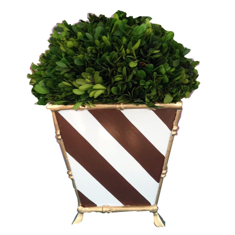 Bamboo in Brown Stripe Cachepot by Dana Gibson